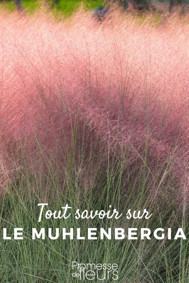 Muhlenbergia: planting, growing, and maintaining
Muhlenbergia