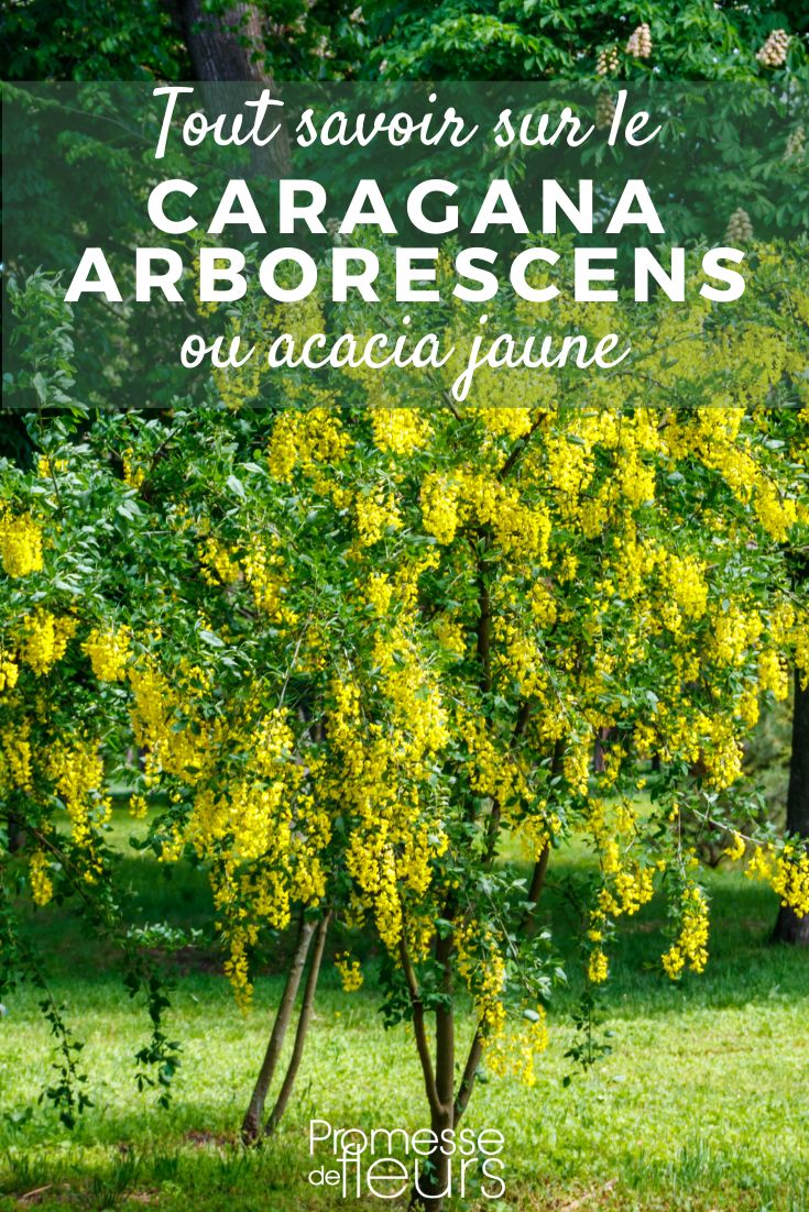 Caragana arborescens: planting, growing, maintenance
