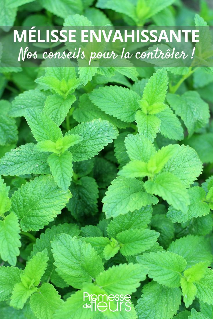 Stop the invasion of smooth! Our solutions Invasive Lemon Balm