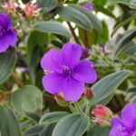 Tibouchina: how to protect it from the cold and ensure successful wintering
