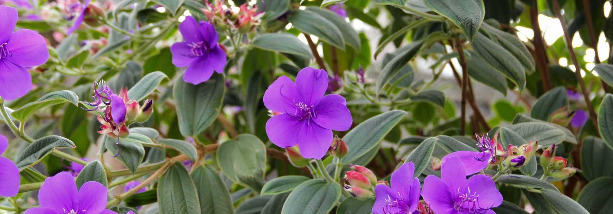 Tibouchina: how to protect it from the cold and ensure successful wintering