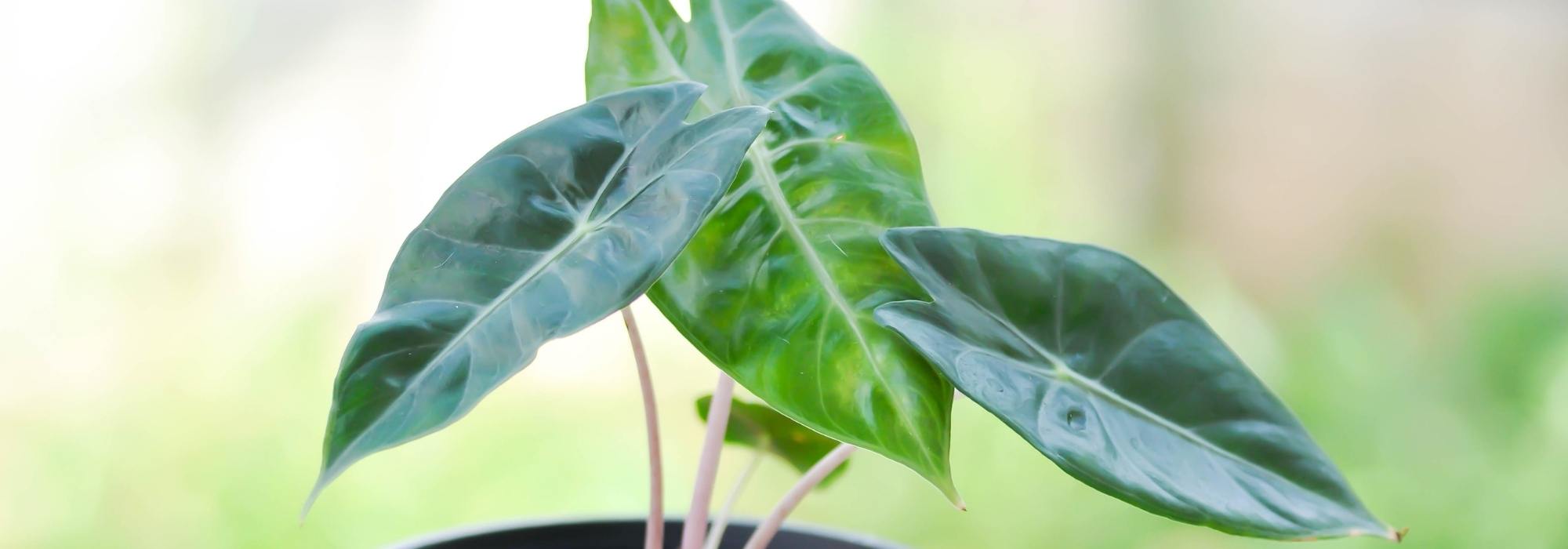Diseases and pests of Alocasia and Colocasia