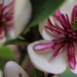 Blooming in the shade: our selection of shrubs to add colour