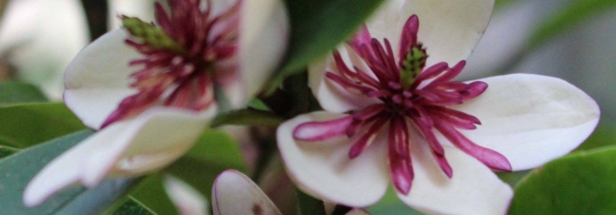 Blooming in the shade: our selection of shrubs to add colour