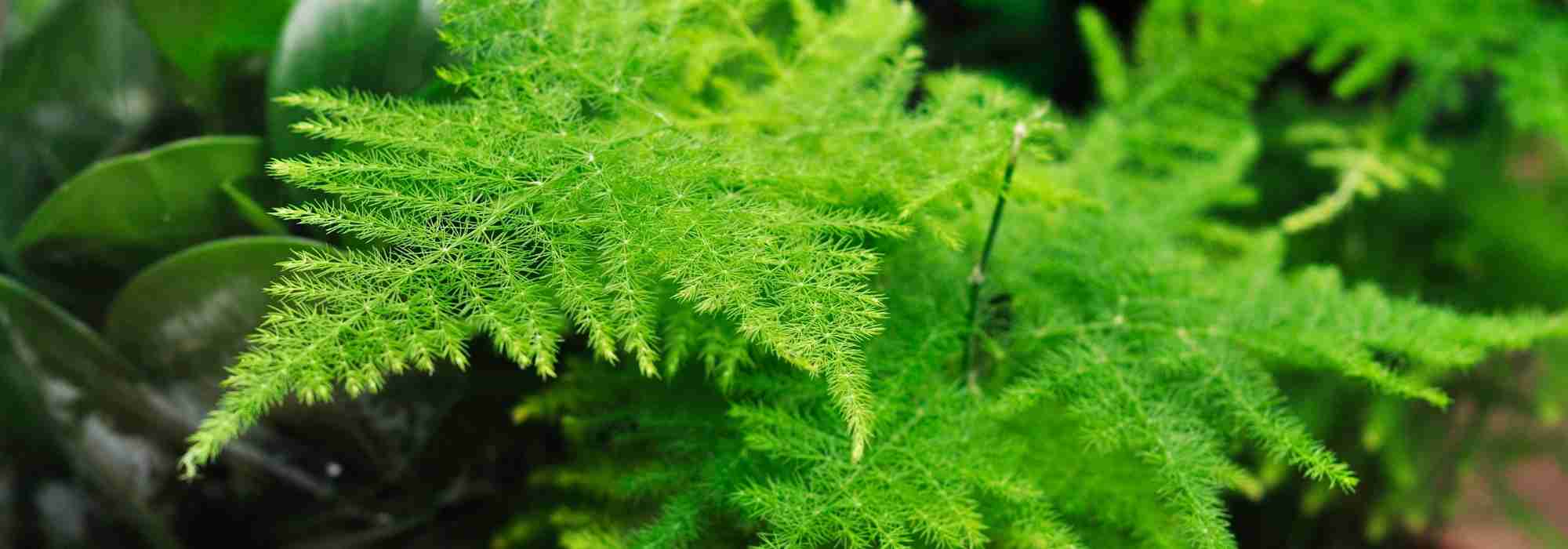 Diseases and parasitic pests of Asparagus