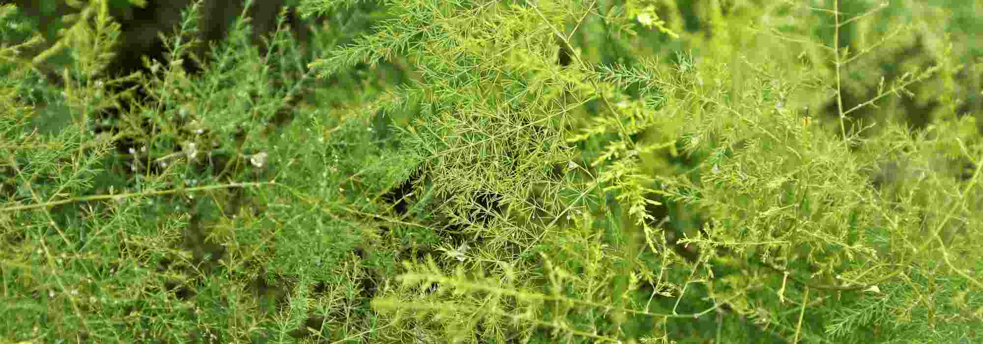 How to grow indoor Asparagus?