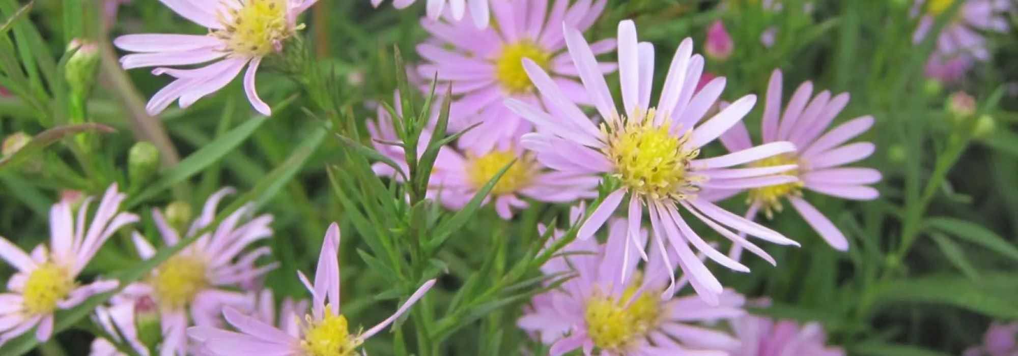 The best pink asters to brighten up the autumn garden