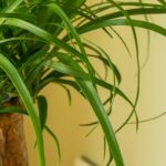 Beaucarnea diseases and parasites: identification and solutions