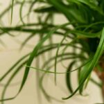 Growing Beaucarnea, the Elephant's Foot