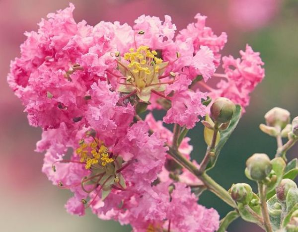 How to propagate crepe myrtle?