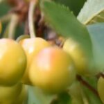 Old and local cherry varieties: fruit trees to plant and preserve.