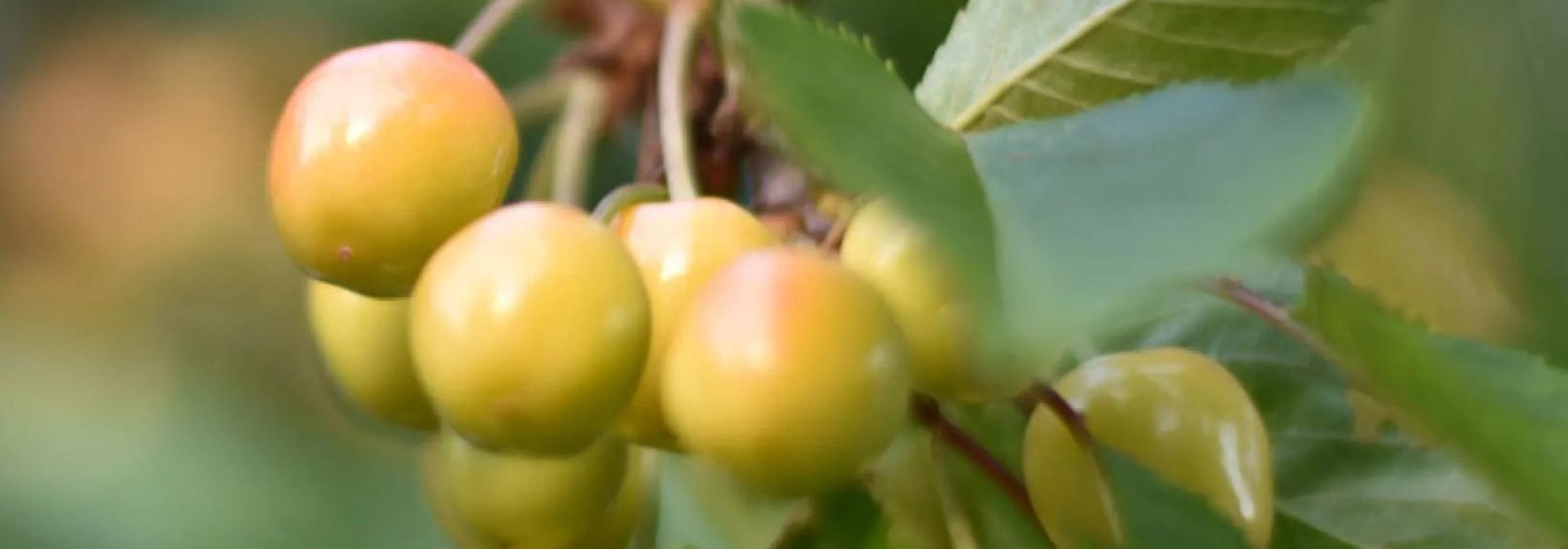 Old and local cherry varieties: fruit trees to plant and preserve.