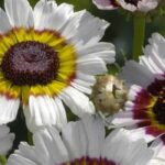 Florist's chrysanthemum, garden chrysanthemum: what's the difference?