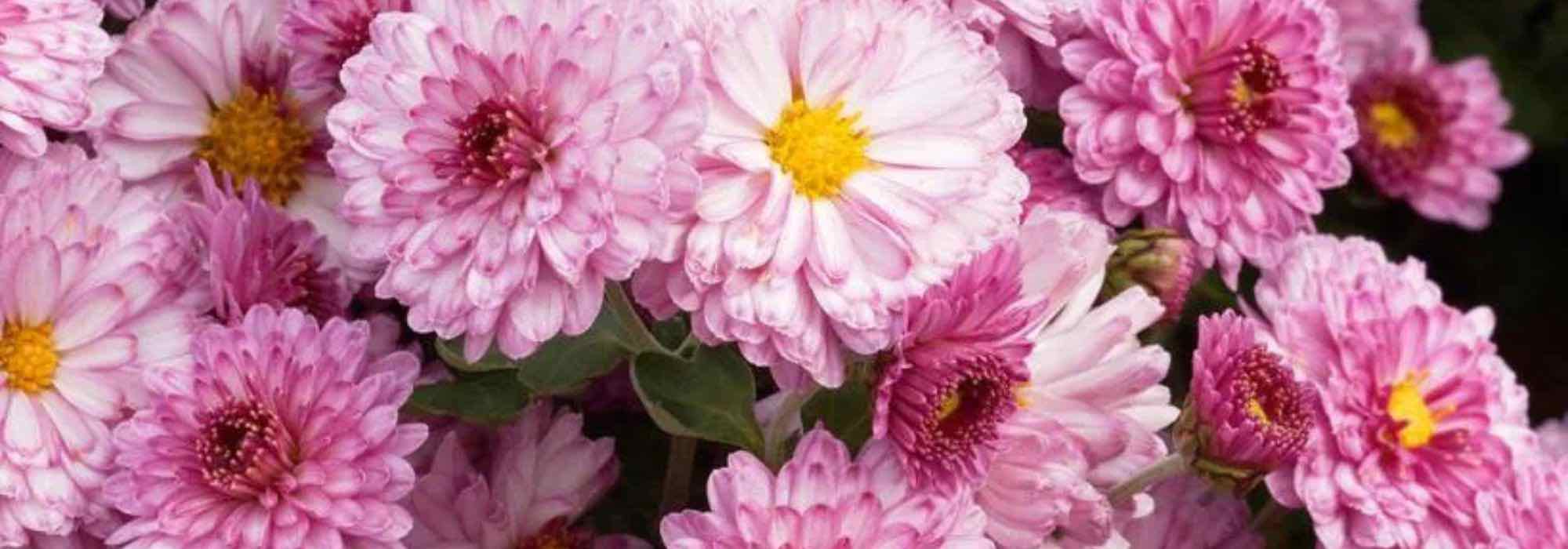 Pompon chrysanthemums: perfect for autumn flower beds.