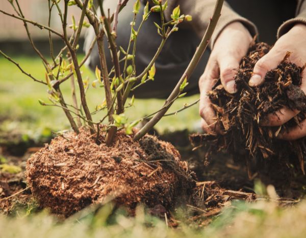 How to plant a blueberry bush?
