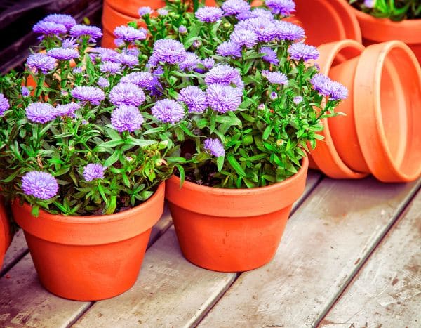 How to propagate asters?