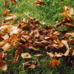 How to care for lawn in autumn?