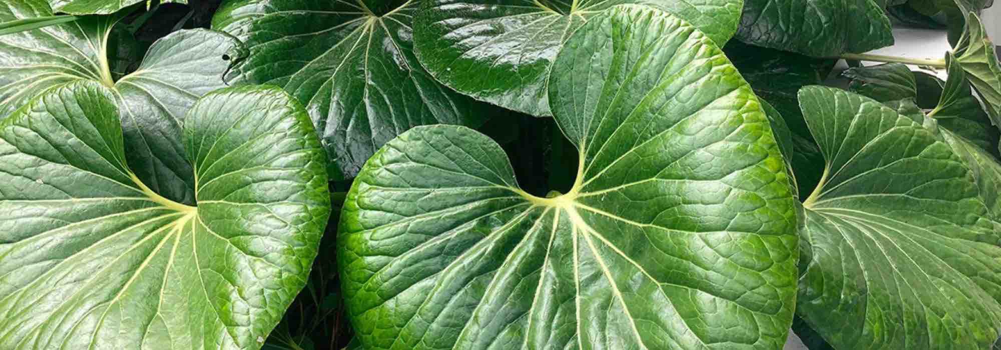 Farfugium: how to protect it from the cold and winter it?