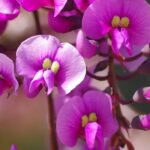Hardenbergia: how to protect it from the cold and winter it?