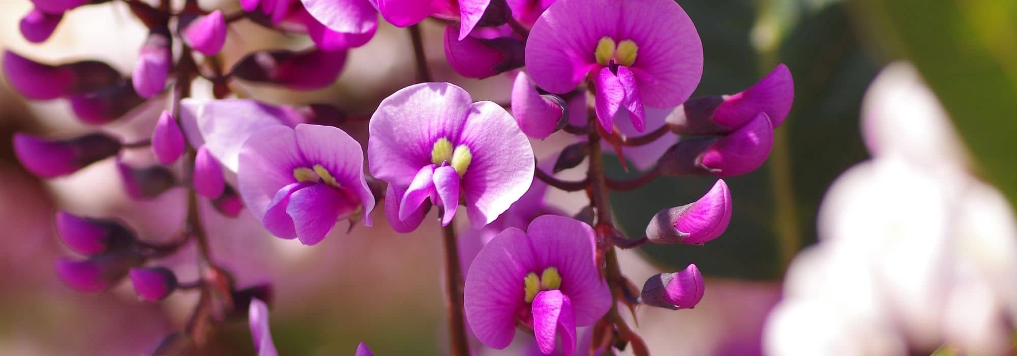 Hardenbergia: how to protect it from the cold and winter it?