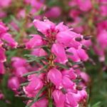 The best winter flowering groundcover bushes