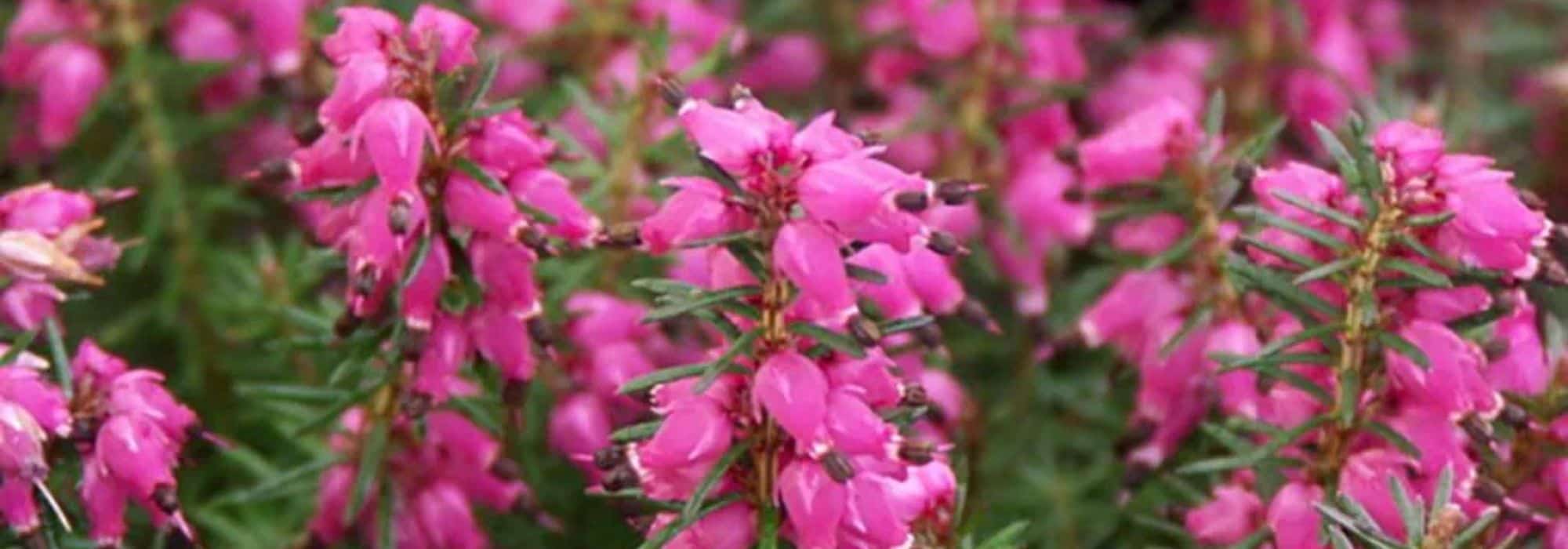 The best winter flowering groundcover bushes
