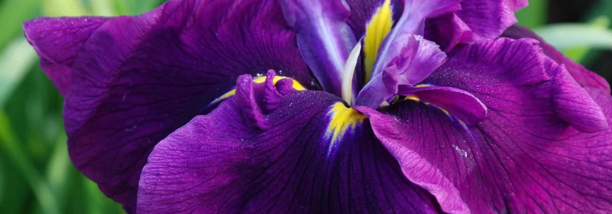 7 water irises with violet and purple flowers