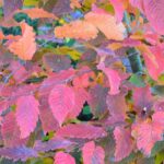 Deciduous, evergreen or marcescent foliage: everything you need to know!