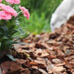 How to use wood chips as mulch?