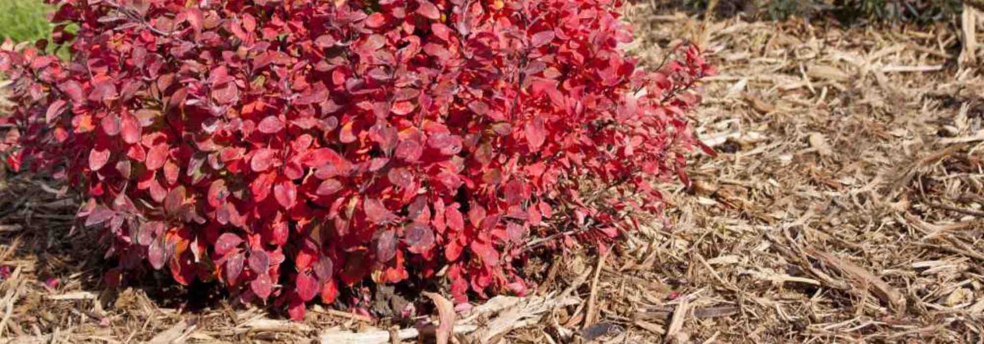 Which mulch should you use to protect plants against the cold?