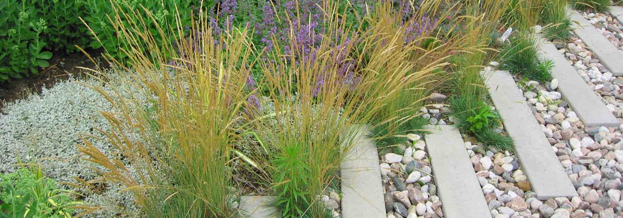 Which mulch to choose for Mediterranean plants?