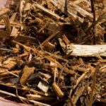 Mulching: how to protect young plants in the garden?