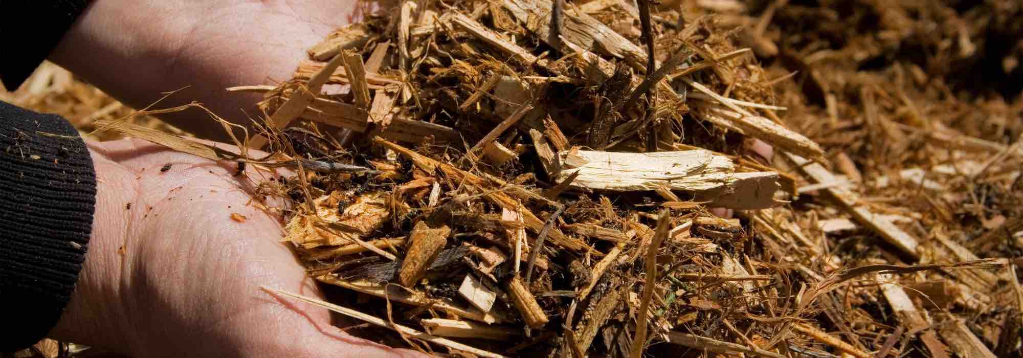 Mulching: how to protect young plants in the garden?