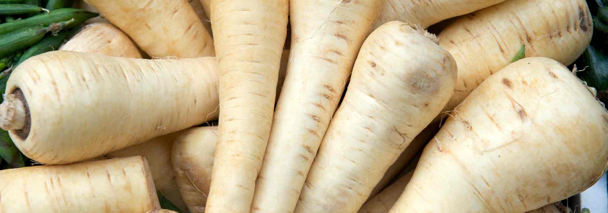 Parsnip diseases and pests