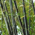 How to stop an invasive plant?