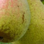 The 7 best pears for long-term storage