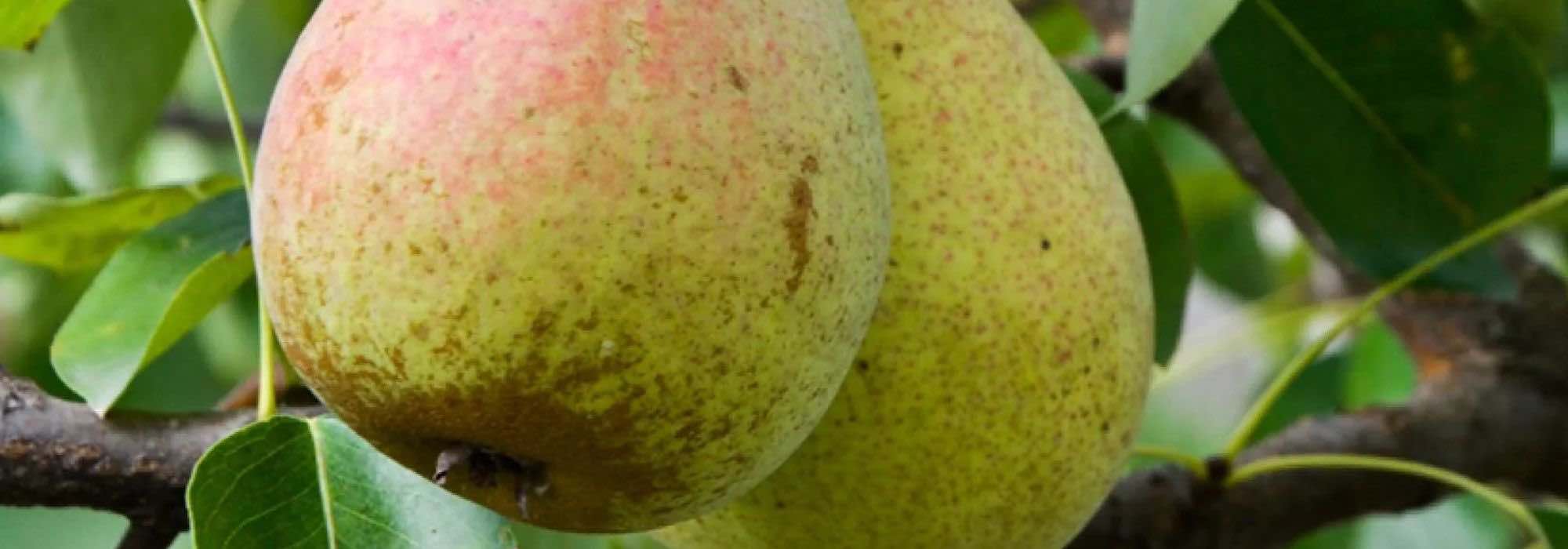 The 7 best pears for long-term storage