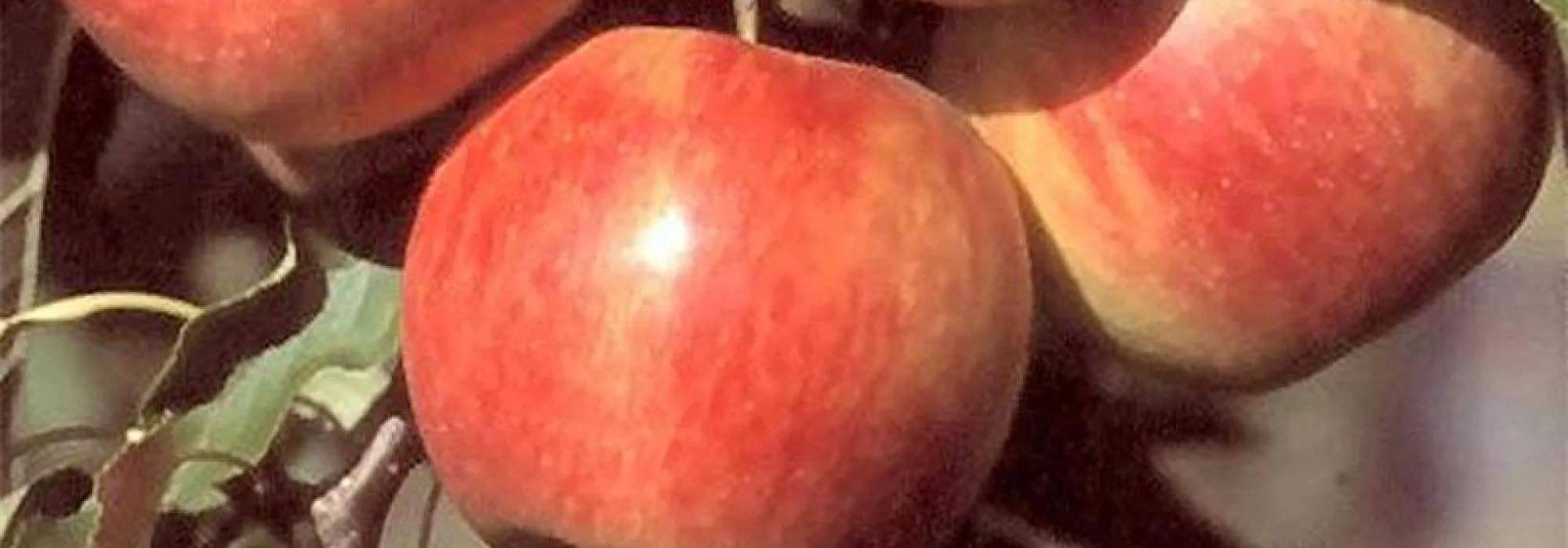 The 7 best apples for long-term storage