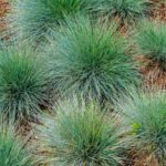 When and how to prune fescue?
