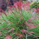 When and how to prune Miscanthus?