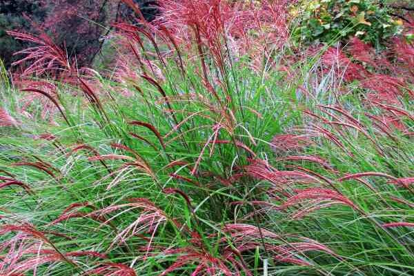 When and how to prune Miscanthus?
