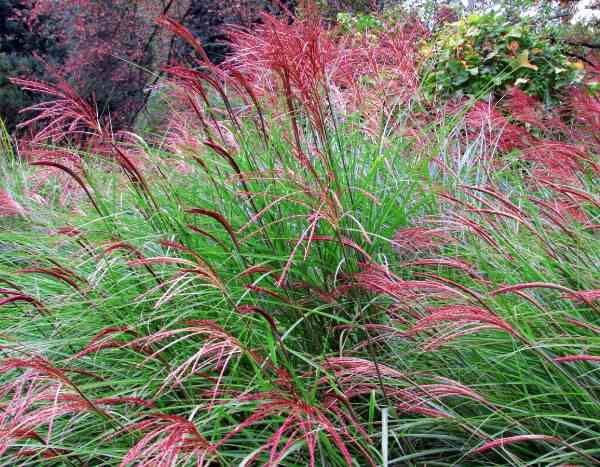When and how to prune Miscanthus?