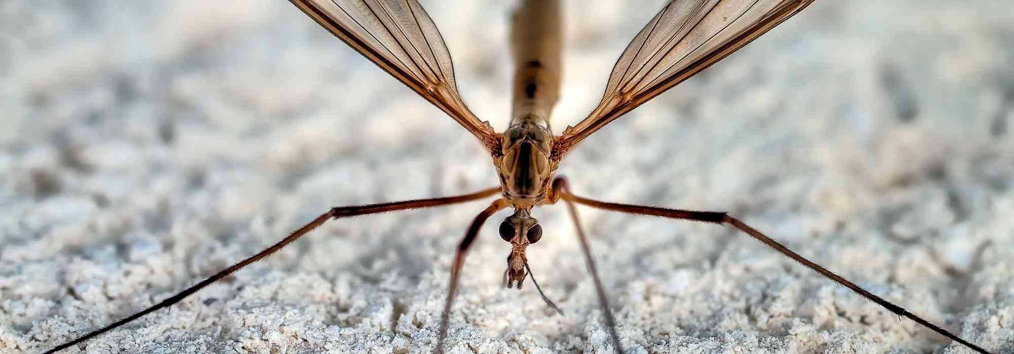 Crane flies, much-maligned long-legged flies