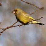 European Greenfinch: Welcoming this bird to the garden