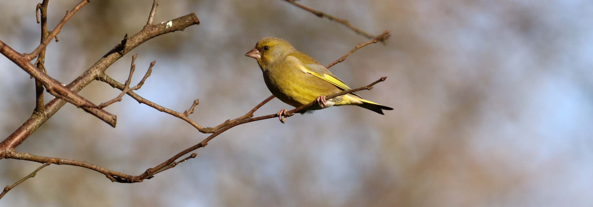 European Greenfinch: Welcoming this bird to the garden