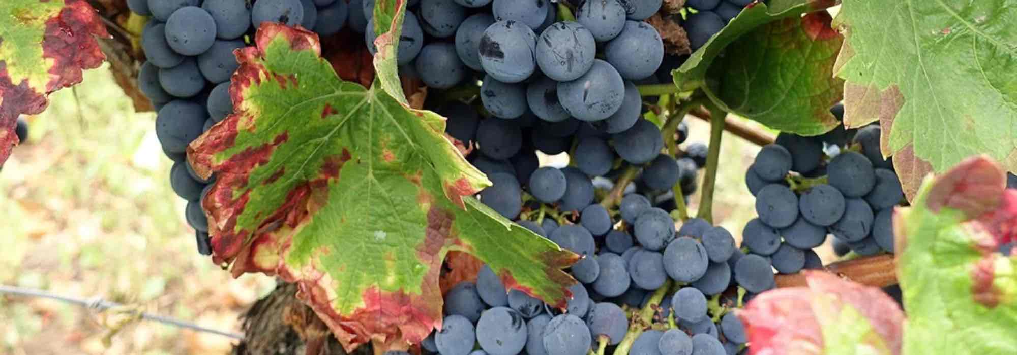 Why choose old and local grapevine varieties for your garden?