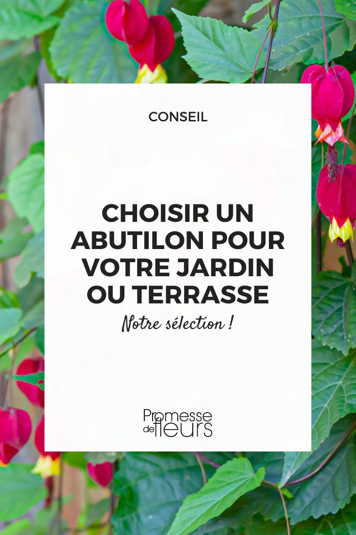 choose an abutilon