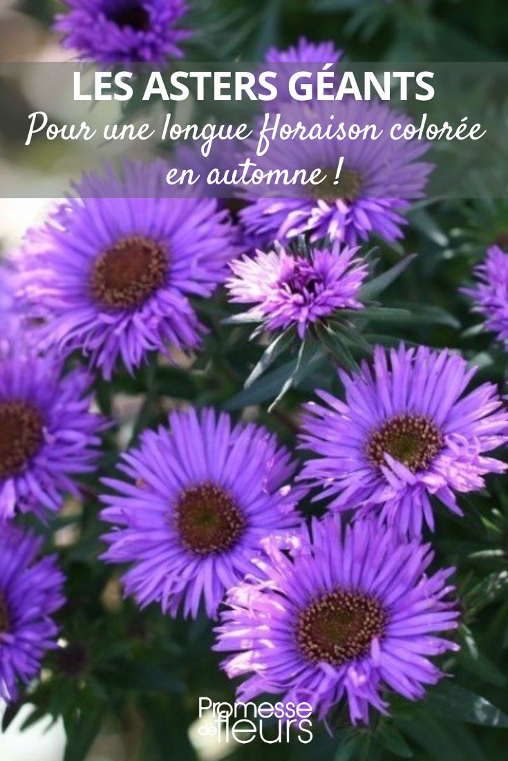 Adopt giant asters for a long and colourful flowering in autumn. Aster novae-angliae ‘Purple Dome'