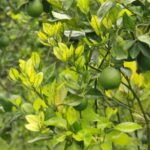 HLB: The yellow dragon disease threatening citrus trees