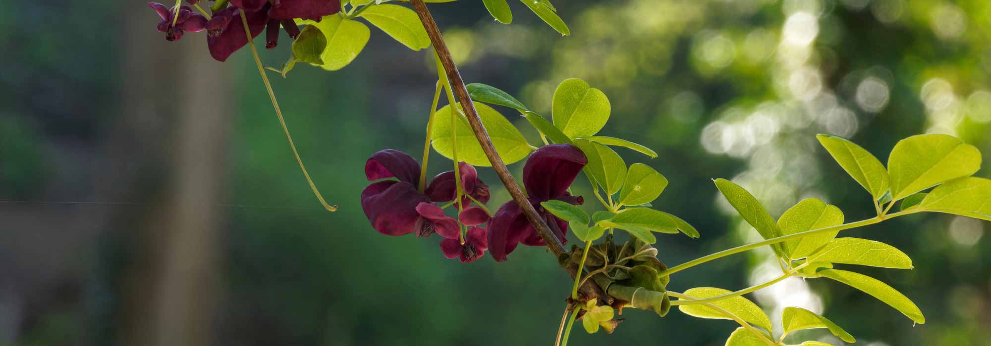 Diseases and parasitic pests of Akebia